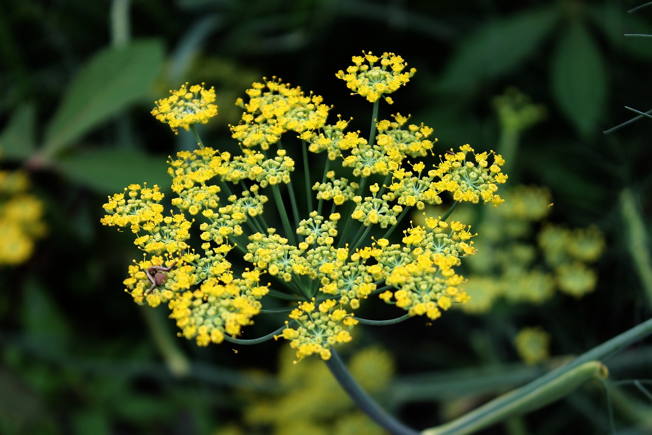 Best Tips for Growing Fennel in Your Garden